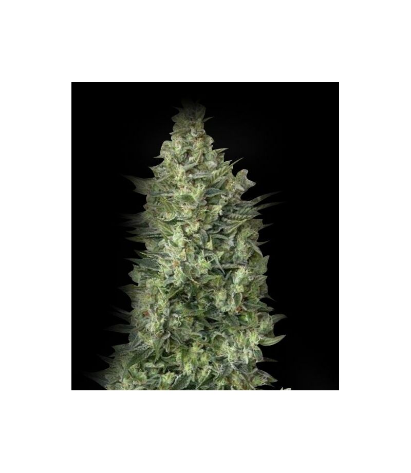 Экспресс Satori, Фасовка: 5